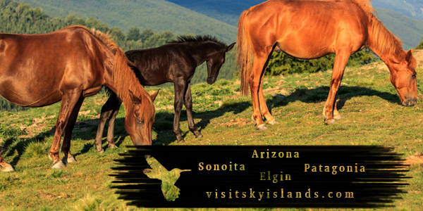 Horse Activities in Sky Islands Arizona