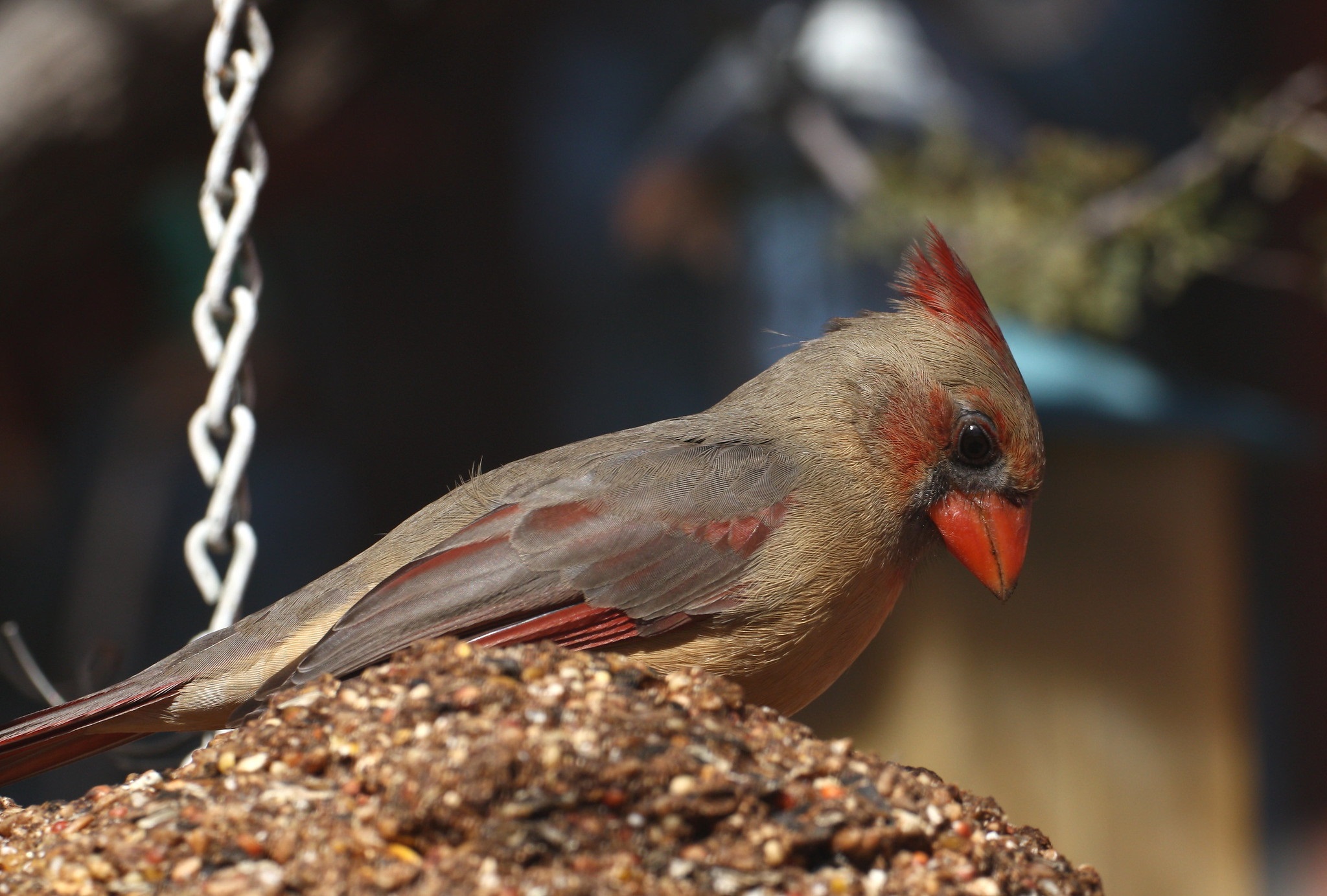 Photos of the Sky Islands - Visit the Sky Islands of Arizona