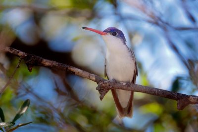 Violet-crowned hummingbird