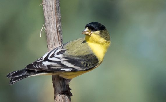Lesser Goldfinch