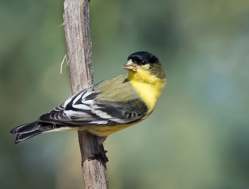 Lesser Goldfinch
