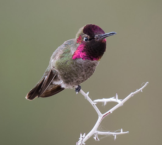 Anna's Hummingbird